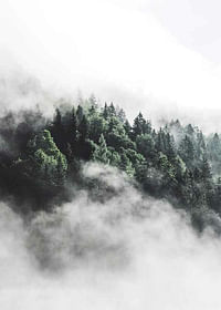 Forest In Mist-3