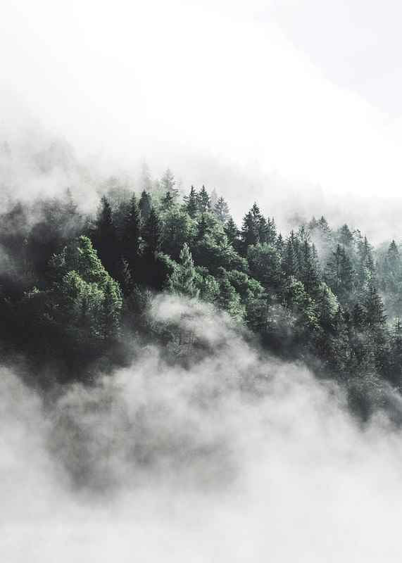 Forest In Mist-12