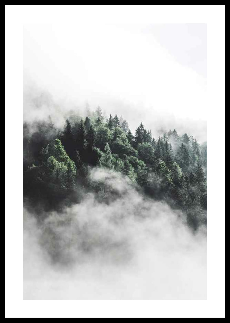 Foto eines dichten, in Nebel gehüllten Fichtenwaldes, Grüntöne-12