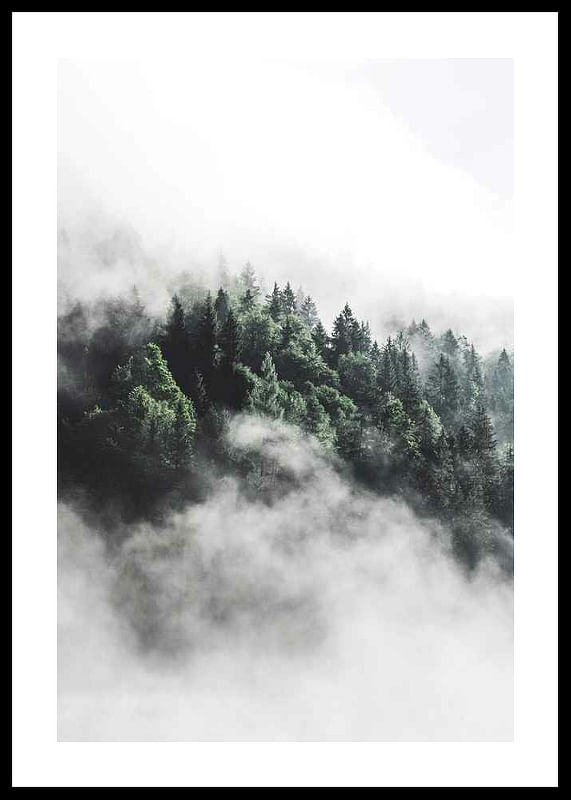 Forest In Mist-12