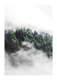 Foto eines dichten, in Nebel gehüllten Fichtenwaldes, Grüntöne-1