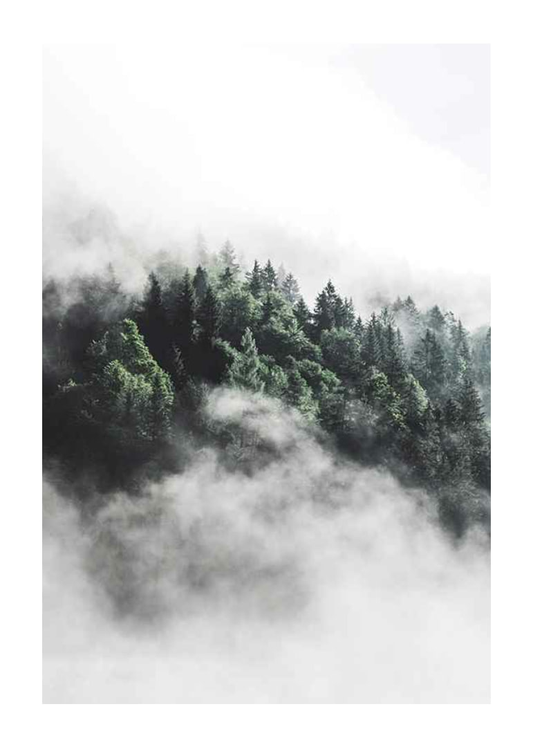Foto eines dichten, in Nebel gehüllten Fichtenwaldes, Grüntöne-12