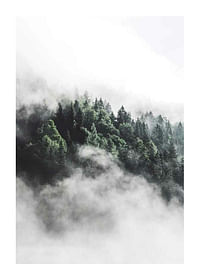 Forest In Mist-1