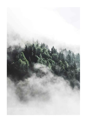 Poster Forest In Mist