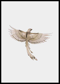 Watercolor illustration of bird with spread wings in brown tones-6