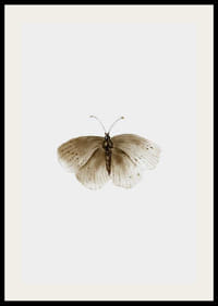 Illustrazione ad acquerello di una farfalla marrone su sfondo chiaro-2