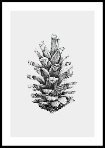 Poster Sketched Spruce Cone
