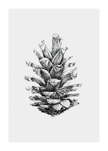 Poster Sketched Spruce Cone