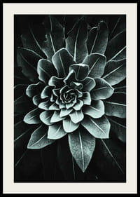 Fotografický detail listovej ružice v sivozelenej farbe na tmavom pozadí-2