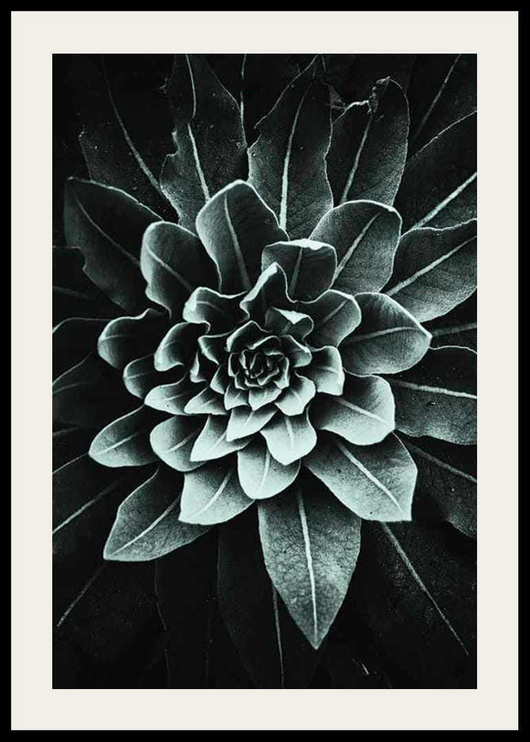 Fotografický detail listovej ružice v sivozelenej farbe na tmavom pozadí-12