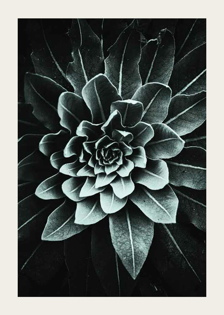 Fotografický detail listovej ružice v sivozelenej farbe na tmavom pozadí-12