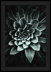 Fotografický detail listovej ružice v sivozelenej farbe na tmavom pozadí-4