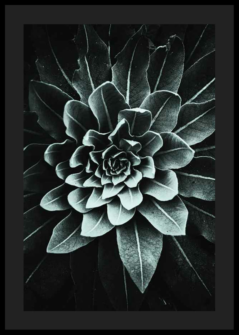 Fotografický detail listovej ružice v sivozelenej farbe na tmavom pozadí-12