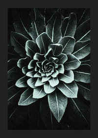 Fotografický detail listovej ružice v sivozelenej farbe na tmavom pozadí-5