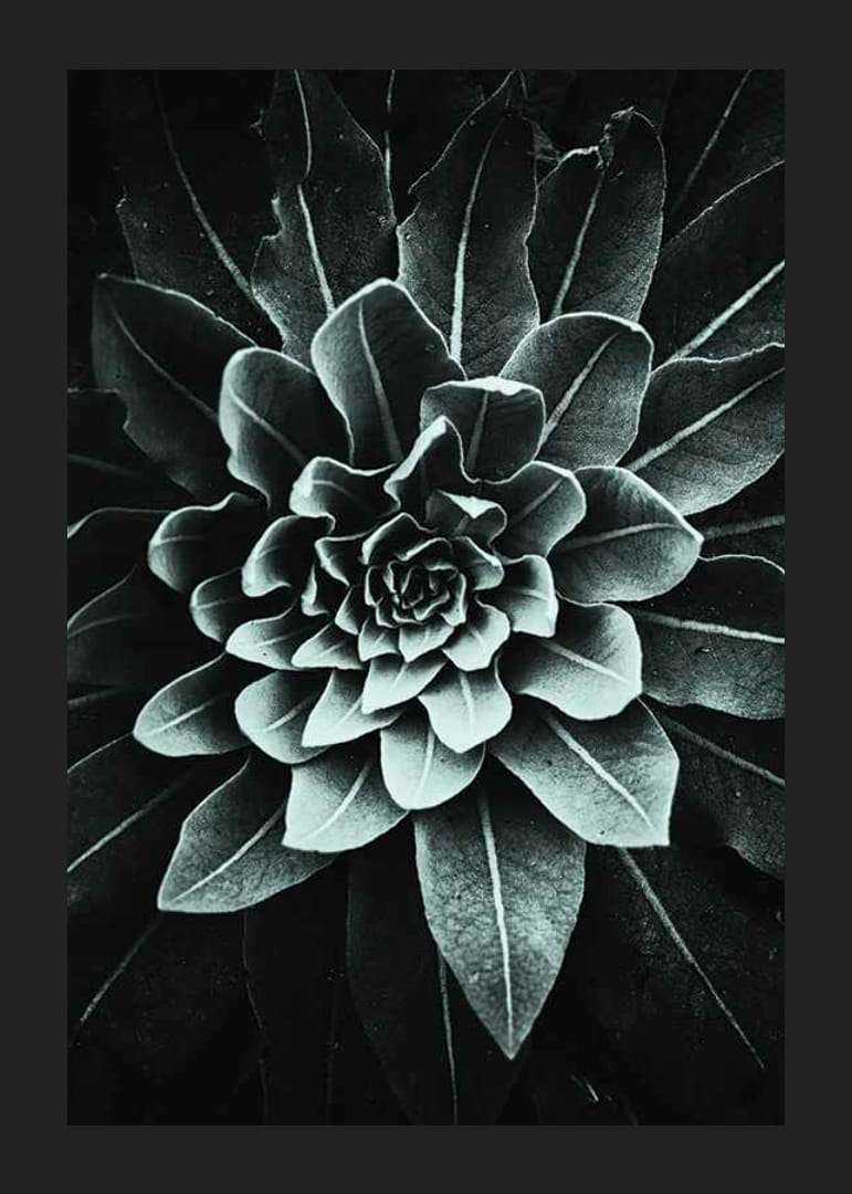 Fotografický detail listovej ružice v sivozelenej farbe na tmavom pozadí-12