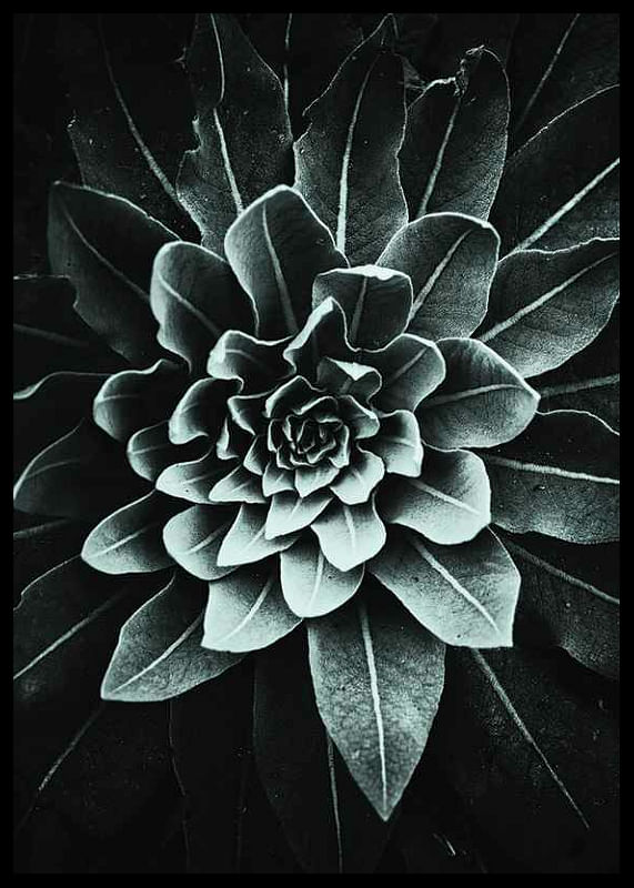 Leaf Rosette-12