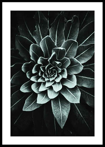 Plakat Leaf Rosette