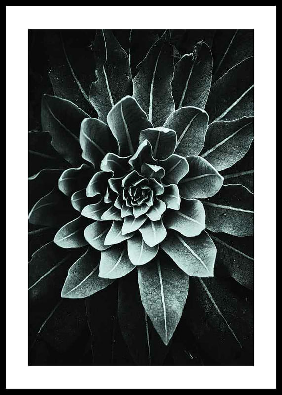Leaf Rosette-12
