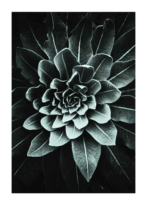 Plakāts Leaf Rosette