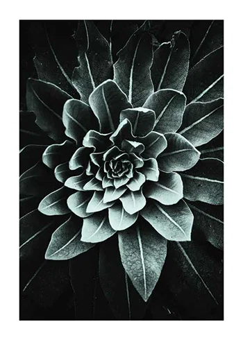 Poster Leaf Rosette