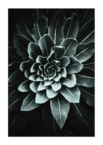 Juliste Leaf Rosette