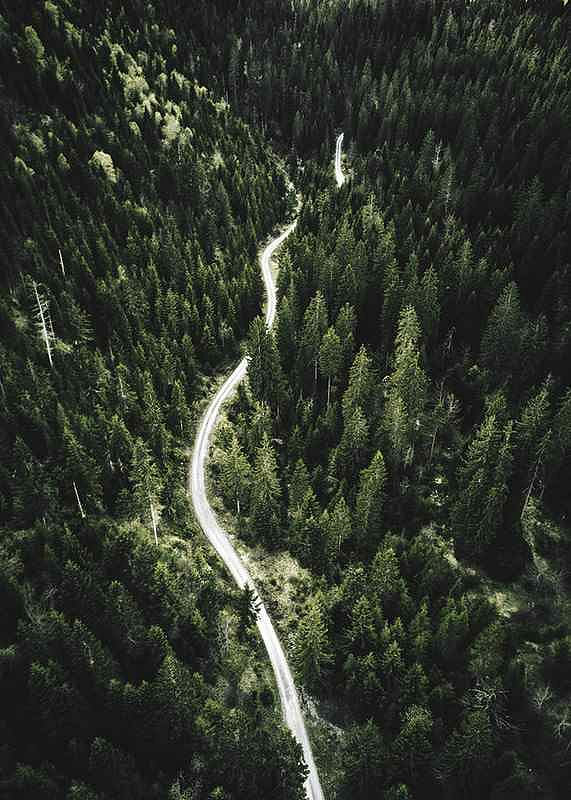 Coniferous Forest-12