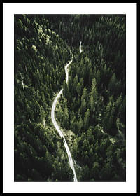 Coniferous Forest-0