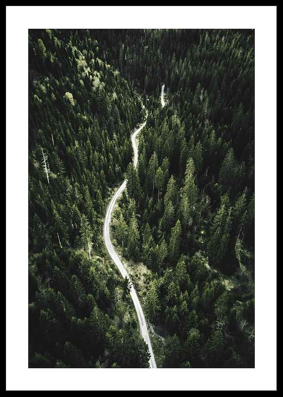 Coniferous Forest-12