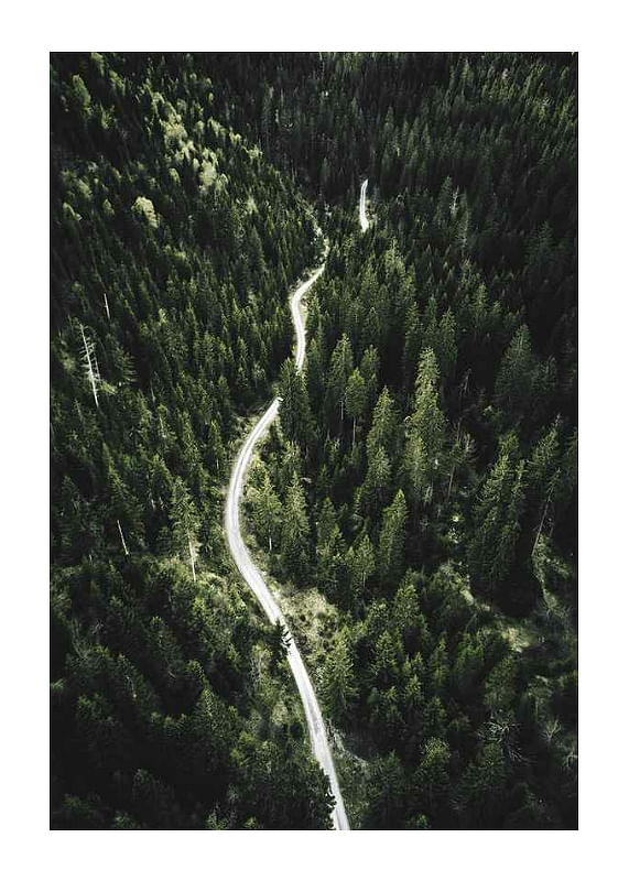 Plagát Coniferous Forest