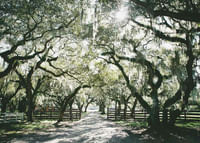 Canopy Of Trees-3