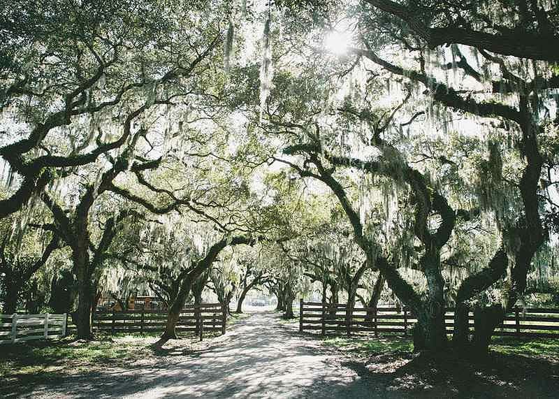 Canopy Of Trees-12