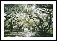 Canopy Of Trees-0
