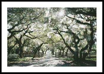 Plakat Canopy Of Trees