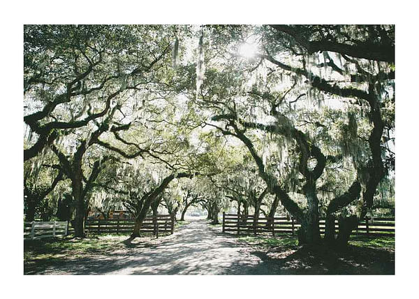 Plagát Canopy Of Trees