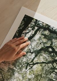 Canopy Of Trees-5