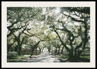 Fotografická alej s machom obrastenými dubmi a slnečnými lúčmi-2