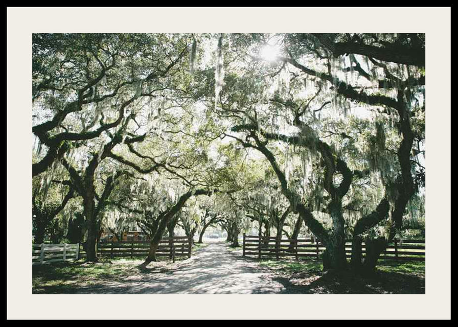 Fotografická alej s machom obrastenými dubmi a slnečnými lúčmi-12