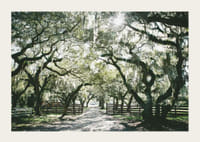 Fotografická alej s machom obrastenými dubmi a slnečnými lúčmi-3