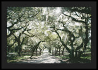 Fotografická alej s machom obrastenými dubmi a slnečnými lúčmi-4