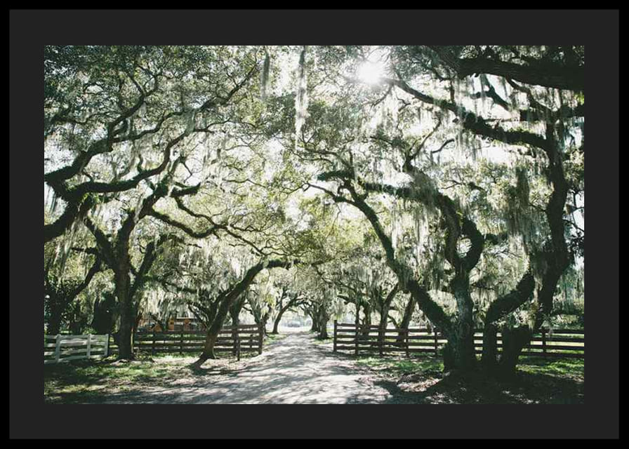 Fotografická alej s machom obrastenými dubmi a slnečnými lúčmi-12