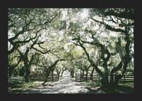 Fotografická alej s machom obrastenými dubmi a slnečnými lúčmi-5