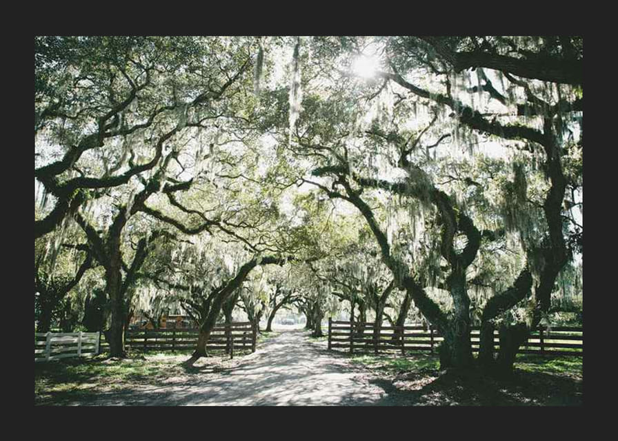 Fotografická alej s machom obrastenými dubmi a slnečnými lúčmi-12