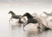 Photographic horses running through shallow water in backlight-7