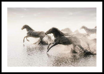Poster Wild Horses Running