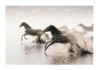 Photographic horses running through shallow water in backlight-1