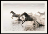 Photographic horses running through shallow water in backlight-2