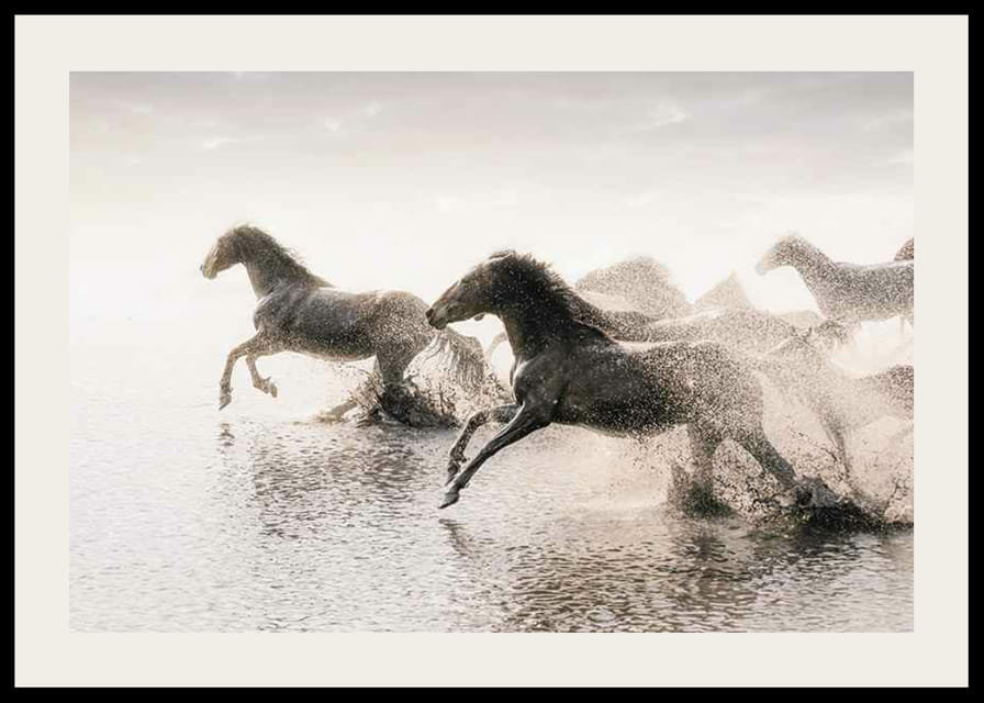 Fotografiske heste løber gennem lavt vand i modlys-12