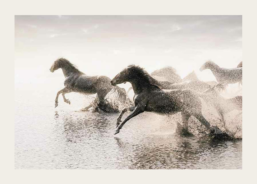 Photographic horses running through shallow water in backlight-12