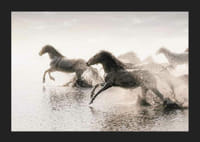 Fotografiske heste løber gennem lavt vand i modlys-5