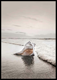 Photograph of seashells on the shore with soft beige tones-6